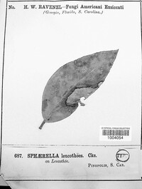 Sphaerella leucothoes image